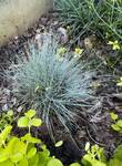 Plant name: Blue Fescue Festuca glauca cv. Boulder Blue